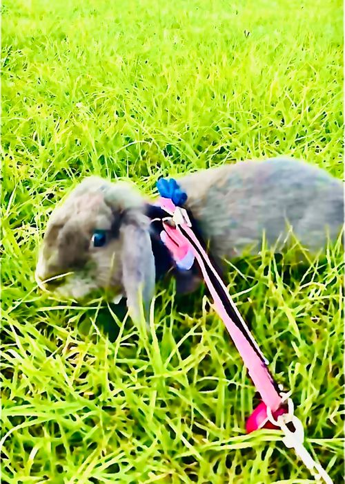 初めまして🐰💕 可愛い新メンバー加入のおじ🐰キャン△ in ゆうゆう広場 〜 CAMP NO.217 ゆうゆう広場 ソロキャンプ 区画サイト フリーサイト おじキャン△さんのキャンプブログ CAMPiii（キャンピー） -キャンプ専用SNS キャンプのすべてがここに集まる-