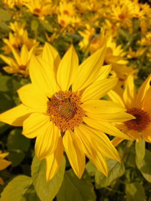 ルーマニア軍deおでん 神川橋 ソロキャンプ フリーサイト ウエィダーさんのキャンプブログ CAMPiii（キャンピー） -キャンプ専用SNS キャンプのすべてがここに集まる-