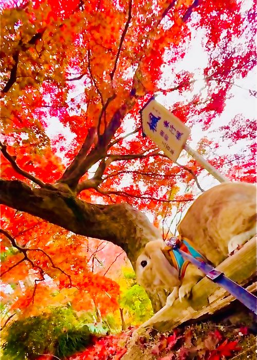 《秋》を楽しむ🐟おじうさキャン△ in 木屋川吉田河川公園 〜 CAMP NO.165 木屋川河川公園 ソロキャンプ ファミリーキャンプ フリーサイト おじキャン△さんのキャンプブログ CAMPiii（キャンピー） -キャンプ専用SNS キャンプのすべてがここに集まる-
