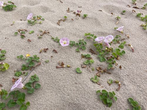 山陰キャンプ⛺️ 島根県立石見海浜公園オートキャンプ場 ファミリーキャンプ 区画サイト オートサイト masaさんのキャンプブログ CAMPiii（キャンピー） -キャンプ専用SNS キャンプのすべてがここに集まる-