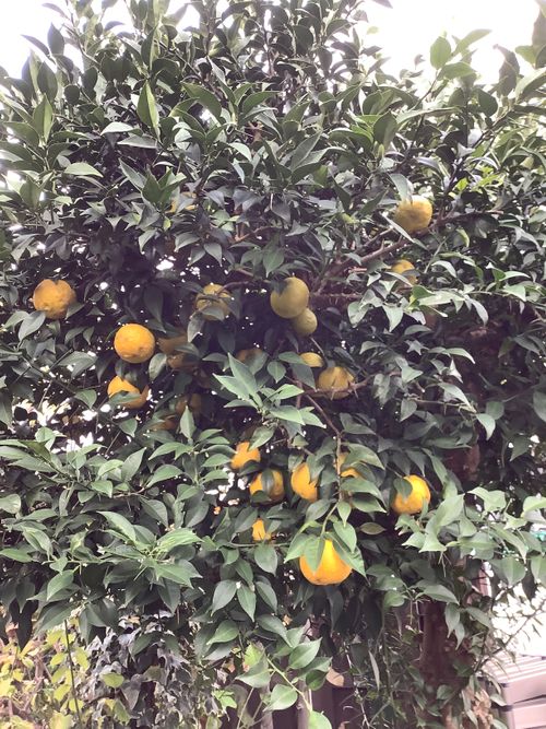 Vol.106 25/NO.25 坂戸にお肉焼きに行く‼️ 坂戸市 ソロキャンプ フリーサイト 🔥焚き火🔥さんのキャンプブログ CAMPiii(キャンピー) -キャンプ専用SNS キャンプのすべてがここに集まる-