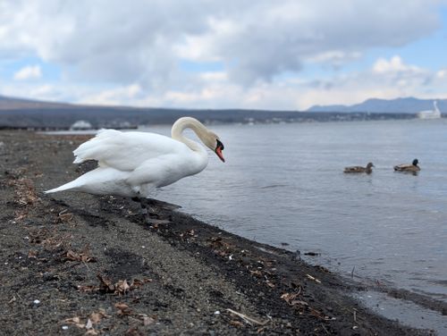 静寂な森のなかで(後篇) 小田急山中湖フォレストコテージ ファミリーキャンプ 好々爺🇯🇵さんのキャンプブログ CAMPiii（キャンピー） -キャンプ専用SNS キャンプのすべてがここに集まる-