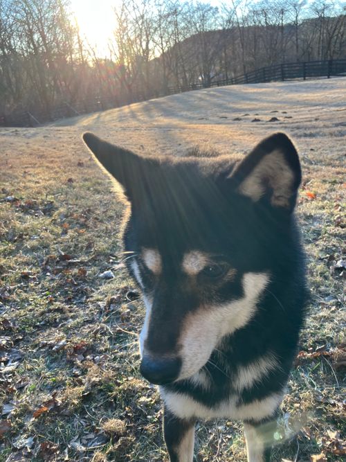 寒かったけど、その分富士山はキレイ！ PICA富士ぐりんぱ ソロキャンプ 区画サイト オートサイト アクセルさんのキャンプブログ CAMPiii（キャンピー） -キャンプ専用SNS キャンプのすべてがここに集まる-