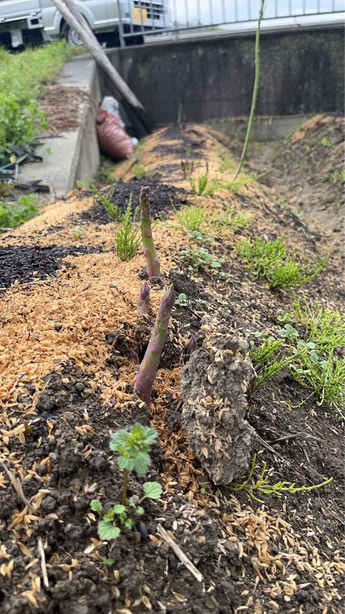 先客　満員御礼 ソロキャンプ かつ丼さんのキャンプブログ CAMPiii（キャンピー） -キャンプ専用SNS キャンプのすべてがここに集まる-
