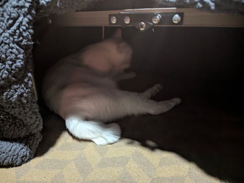 2026初キャンプ！SnowCamp withCAT！ the veg out ソロキャンプ グループキャンプ 区画サイト オートサイト ちあさんのキャンプブログ CAMPiii（キャンピー） -キャンプ専用SNS キャンプのすべてがここに集まる-