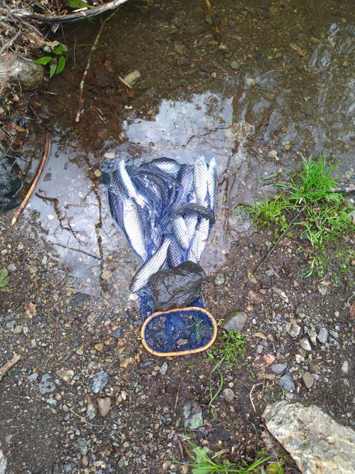 番外編　マス釣りに行ったけど🎣 芦ケ久保 ソロキャンプ 🔥焚き火🔥さんのキャンプブログ CAMPiii（キャンピー） -キャンプ専用SNS キャンプのすべてがここに集まる-