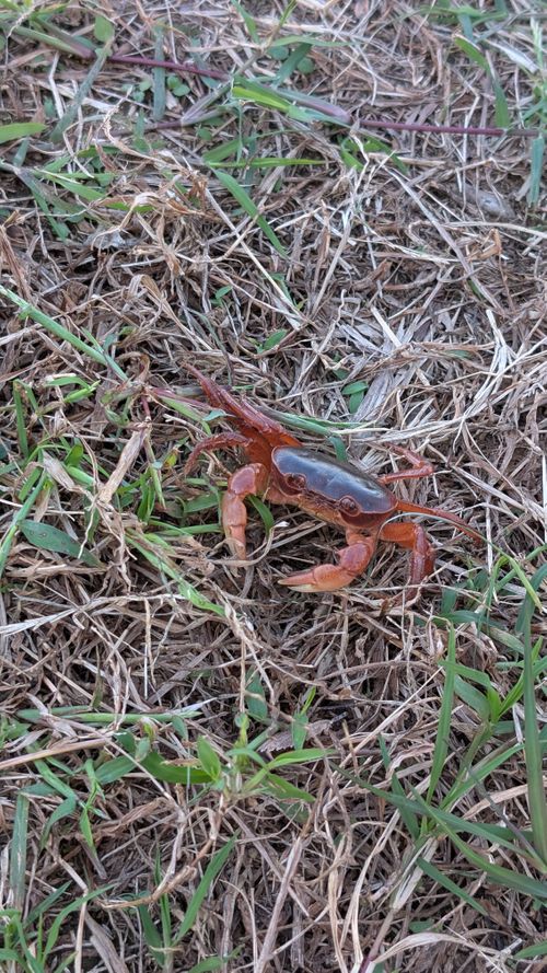 バージョン違いを楽しむグルキャン🏕️ 野々川グランビューパーク ソロキャンプ ファミリーキャンプ グループキャンプ オートサイト ヒゲキャンさんのキャンプブログ CAMPiii(キャンピー) -キャンプ専用SNS キャンプのすべてがここに集まる-