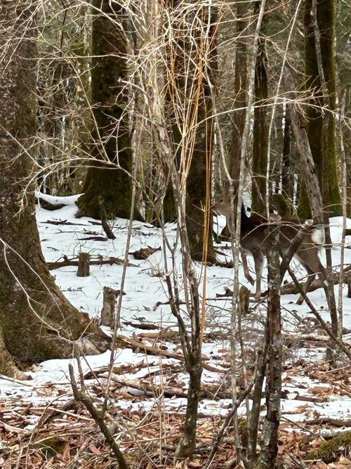 316 ふもとっぱらキャンプ場 ソロキャンプ グループキャンプ フリーサイト Genさんのキャンプブログ CAMPiii（キャンピー） -キャンプ専用SNS キャンプのすべてがここに集まる-