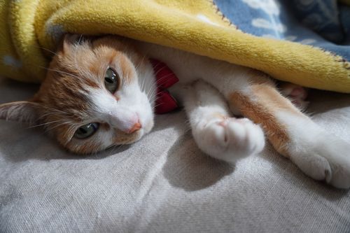 近場開拓ソロキャンツー 秋山川キャンプ場 ソロキャンプ 区画サイト 週末スナフキンさんのキャンプブログ CAMPiii（キャンピー） -キャンプ専用SNS キャンプのすべてがここに集まる-