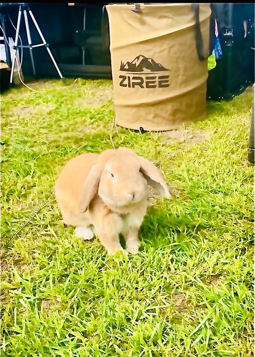 無理して出陣したイベント前日☔️雨降り前のおじ🐰キャン△ in ゆうゆう広場 〜 CAMP NO.215 ゆうゆう広場 ソロキャンプ ファミリーキャンプ 区画サイト フリーサイト おじキャン△さんのキャンプブログ CAMPiii（キャンピー） -キャンプ専用SNS キャンプのすべてがここに集まる-