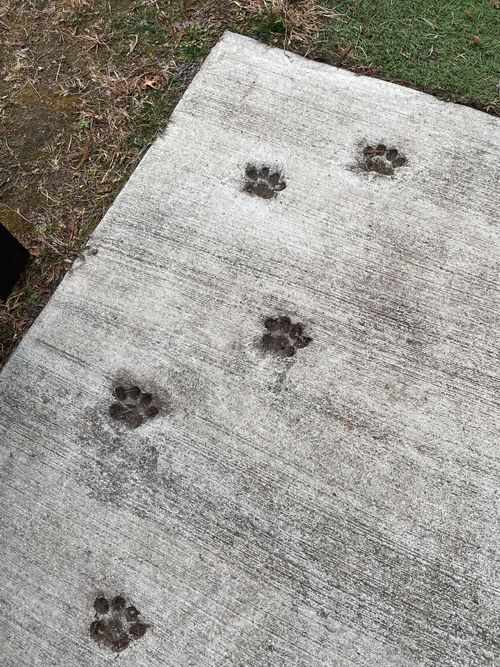 キャンプ納め🏕️初群馬県　juteキャンプフィールド！ JUTE CAMP FIELD（ジュートキャンプフィールド） ファミリーキャンプ 区画サイト マイティさんのキャンプブログ CAMPiii（キャンピー） -キャンプ専用SNS キャンプのすべてがここに集まる-