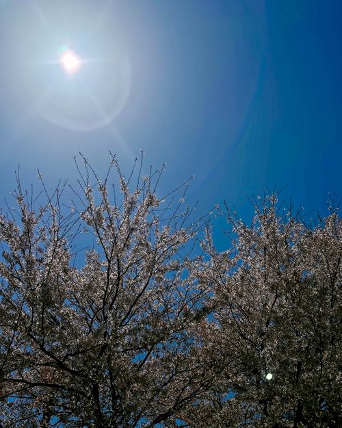 【番外編】駐屯地でお花見するっちゃ〜🌸🌸🌸 陸上自衛隊 福島駐屯地 Oniyomeさんのキャンプブログ CAMPiii（キャンピー） -キャンプ専用SNS キャンプのすべてがここに集まる-
