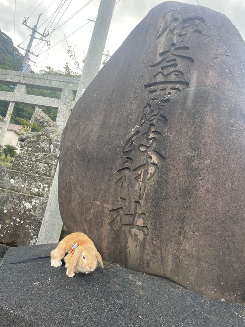 神在月に神の遣い《きなこ》と一緒に…出雲参拝おじおばうさキャン△ in 夢の森うさぎキャンプ場 〜 CAMP NO. うさぎ森林公園 夢の森うさぎ ファミリーキャンプ グループキャンプ 区画サイト おじキャン△さんのキャンプブログ CAMPiii(キャンピー) -キャンプ専用SNS キャンプのすべてがここに集まる-