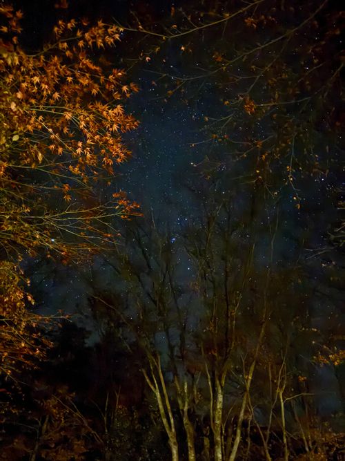 九州伊勢えびキャンプ🦞̥@紅葉観に行こーよ🍁 阿蘇レインボーバレー ファミリーキャンプ オートサイト ぐうたら夫婦さんのキャンプブログ CAMPiii（キャンピー） -キャンプ専用SNS キャンプのすべてがここに集まる-