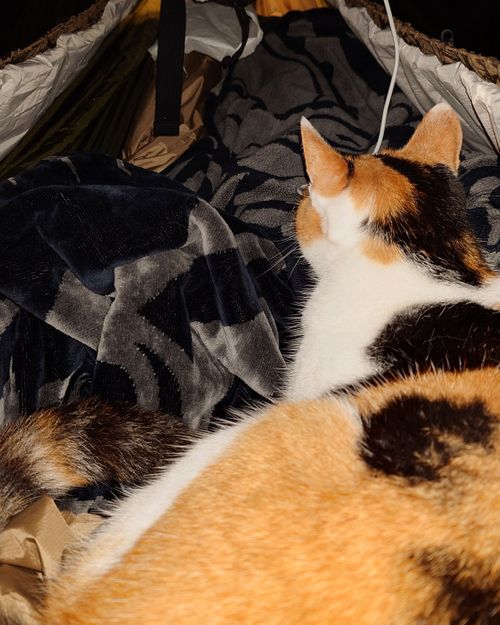 結果、ネコキャンプでした｜火打の森キャンプ場 火打の森キャンプ場 ソロキャンプ 区画サイト hare75さんのキャンプブログ CAMPiii（キャンピー） -キャンプ専用SNS キャンプのすべてがここに集まる-