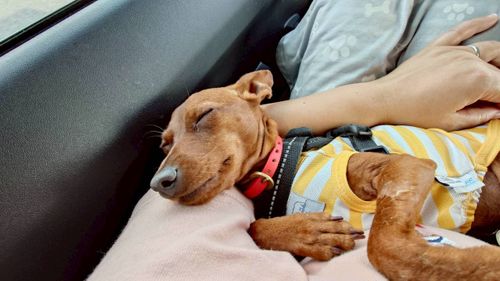 犬キャン! スリーアローズ那須キャンプビレッジ グループキャンプ ファミリーキャンプ 区画サイト まーささんのキャンプブログ CAMPiii(キャンピー) -キャンプ専用SNS キャンプのすべてがここに集まる-