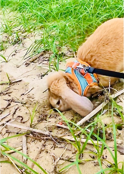 癒しの絶景キャンプを求めて…⛺️ リトライおじうさキャン△ in 阿川ほうせんぐり海浜公園 〜 CAMP NO.154 阿川ほうせんぐり海浜公園 ソロキャンプ ファミリーキャンプ フリーサイト おじキャン△さんのキャンプブログ CAMPiii（キャンピー） -キャンプ専用SNS キャンプのすべてがここに集まる-