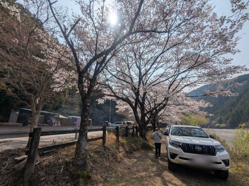 お花見キャンプでリフレッシュタイム♪ 小川の里オートキャンプ場 ソロキャンプ グループキャンプ フリーサイト オートサイト ちあさんのキャンプブログ CAMPiii（キャンピー） -キャンプ専用SNS キャンプのすべてがここに集まる-