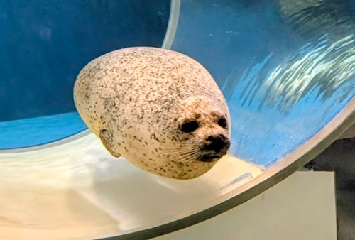 北陸を楽しむ！！Vol.1 能登島家族旅行村Ｗｅランド ソロキャンプ グループキャンプ 区画サイト オートサイト ちあさんのキャンプブログ CAMPiii（キャンピー） -キャンプ専用SNS キャンプのすべてがここに集まる-