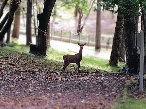 秋晴れの山中湖へ 小田急山中湖フォレストコテージ ファミリーキャンプ 好々爺🇯🇵さんのキャンプブログ CAMPiii（キャンピー） -キャンプ専用SNS キャンプのすべてがここに集まる-