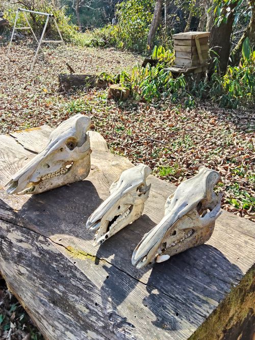 大阪の村 campsite麓 ソロキャンプ フリーサイト おっとまんSさんのキャンプブログ CAMPiii（キャンピー） -キャンプ専用SNS キャンプのすべてがここに集まる-