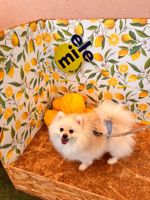 ワンワンおもてなしキャンプ。 🐶グランピングリゾートAwaji ファミリーキャンプ グランピング あやぴーさんのキャンプブログ CAMPiii（キャンピー） -キャンプ専用SNS キャンプのすべてがここに集まる-