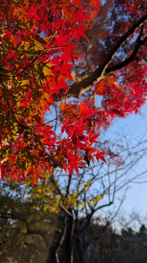 高規格キャンプ場 RECAMP常総 ファミリーキャンプ 区画サイト アークさんのキャンプブログ CAMPiii（キャンピー） -キャンプ専用SNS キャンプのすべてがここに集まる-