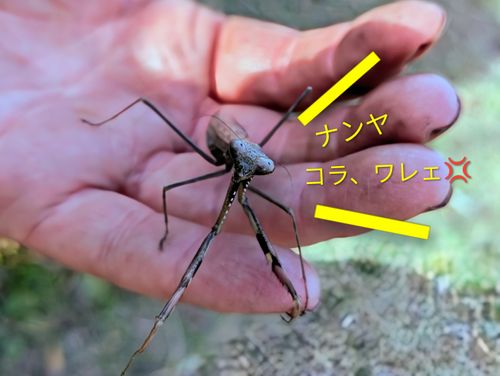 CAMPiii（キャンピー） ぞのさんさんのキャンプブログ 取れ高求めて三千里。 笠置キャンプ場