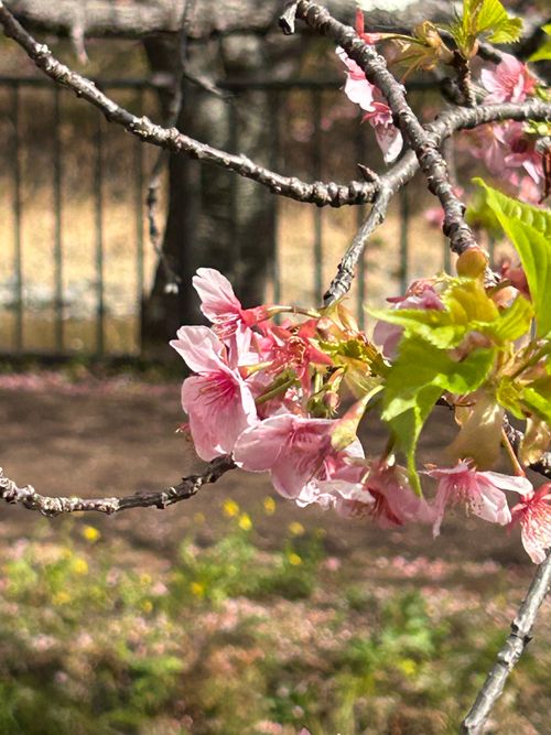 花見キャンプのはずなのに🤔 伊豆キャンパーズヴィレッジ ソロキャンプ フリーサイト Genさんのキャンプブログ CAMPiii（キャンピー） -キャンプ専用SNS キャンプのすべてがここに集まる-