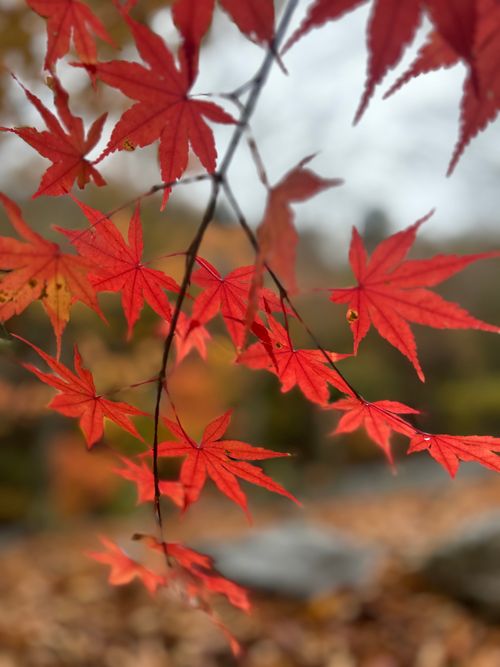 紅葉🍁キャンプ 山伏オートキャンプ場 ソロキャンプ グループキャンプ 区画サイト Genさんのキャンプブログ CAMPiii（キャンピー） -キャンプ専用SNS キャンプのすべてがここに集まる-