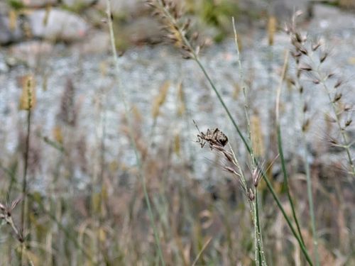 メッタメタにしてやんよ！ 知明湖キャンプ場 ソロキャンプ フリーサイト ぞのさんさんのキャンプブログ CAMPiii（キャンピー） -キャンプ専用SNS キャンプのすべてがここに集まる-