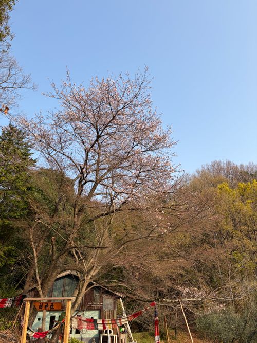 オリーブ畑で オキオリーブ ガーデン ソロキャンプ 区画サイト ゆうさんさんのキャンプブログ CAMPiii（キャンピー） -キャンプ専用SNS キャンプのすべてがここに集まる-