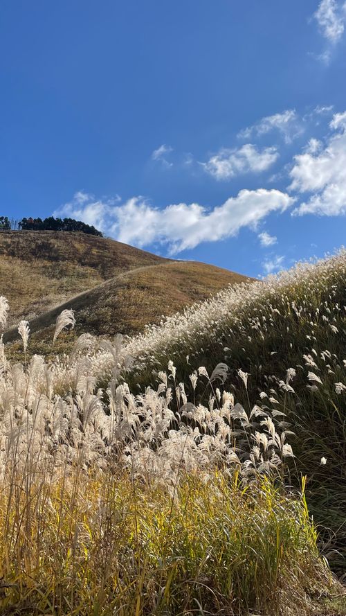 高野山近くでキャンプ フォーシーズンズキノカワ ファミリーキャンプ 区画サイト オートサイト フォレキャンさんのキャンプブログ CAMPiii（キャンピー） -キャンプ専用SNS キャンプのすべてがここに集まる-