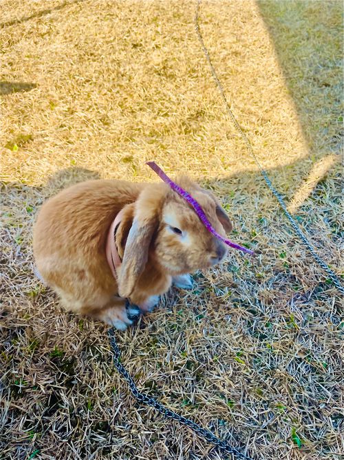 イライラした時は&hellip;やっぱり？リフレッシュおじうさキャン△ in 阿川ほうせんぐり海浜公園 〜 CAMP NO.177 阿川ほうせんぐり海浜公園 ソロキャンプ ファミリーキャンプ フリーサイト おじキャン△さんのキャンプブログ CAMPiii（キャンピー） -キャンプ専用SNS キャンプのすべてがここに集まる-
