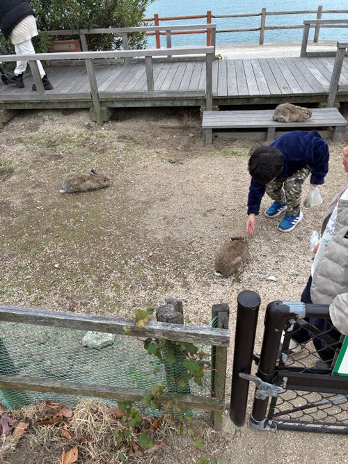 2025年17回目ラストは、うさぎキャン🐇 大久野島キャンプ場 ファミリーキャンプ 区画サイト わいげさんのキャンプブログ CAMPiii（キャンピー） -キャンプ専用SNS キャンプのすべてがここに集まる-