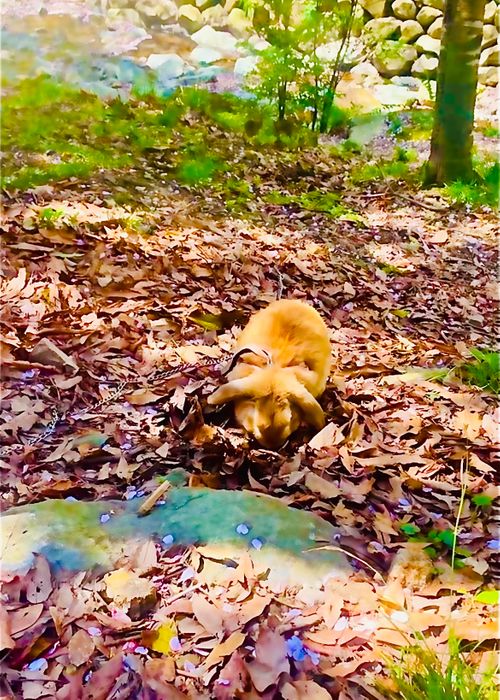 桜🌸を諦めきれないおばちゃんの付き添いおじおばうさキャン△ in 深坂自然の森キャンプ場 〜 CAMP NO.184 深坂自然の森キャンプ場 ファミリーキャンプ グループキャンプ 区画サイト おじキャン△さんのキャンプブログ CAMPiii（キャンピー） -キャンプ専用SNS キャンプのすべてがここに集まる-