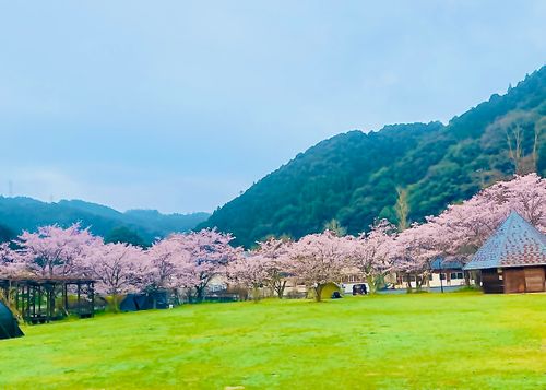 リベンジお花見🌸 & 新幕お試しおじうさキャン△ in 阿武川温泉公園 〜 CAMP NO.183 萩阿武川温泉公園（キャンプ可） ソロキャンプ ファミリーキャンプ フリーサイト おじキャン△さんのキャンプブログ CAMPiii（キャンピー） -キャンプ専用SNS キャンプのすべてがここに集まる-