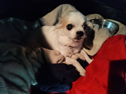 おとかめオフ会 #FOb 志高湖キャンプ場 グループキャンプ フリーサイト オートサイト けい＠福島県さんのキャンプブログ CAMPiii（キャンピー） -キャンプ専用SNS キャンプのすべてがここに集まる-