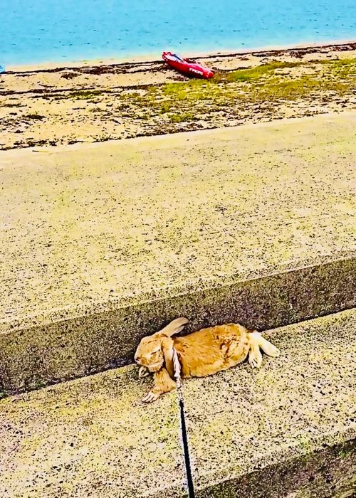 シルバーウィーク&hellip;楽しむはずだったおじ🐰キャン△ in 美濃ヶ浜海浜公園 〜 CAMP NO.214 美濃ケ浜海浜広場 ソロキャンプ ファミリーキャンプ フリーサイト おじキャン△さんのキャンプブログ CAMPiii（キャンピー） -キャンプ専用SNS キャンプのすべてがここに集まる-