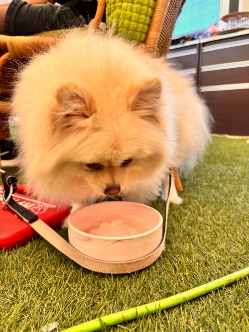 ワンワンおもてなしキャンプ。 🐶グランピングリゾートAwaji ファミリーキャンプ グランピング あやぴーさんのキャンプブログ CAMPiii（キャンピー） -キャンプ専用SNS キャンプのすべてがここに集まる-
