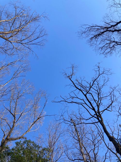 失敗バーガー😔🍔　２月キャンプ⛺️ ソロキャンプ オートサイト boorishcamperさんのキャンプブログ CAMPiii（キャンピー） -キャンプ専用SNS キャンプのすべてがここに集まる-