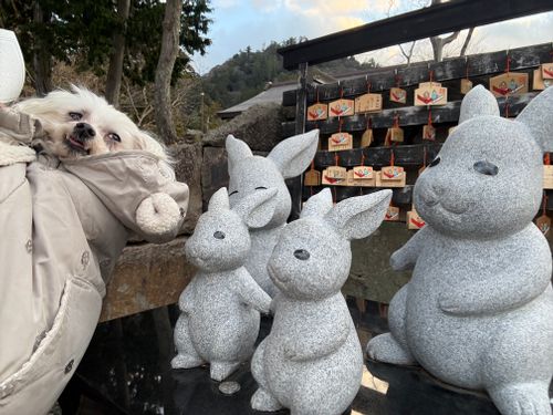 第92話　出雲は美味しい街だった！ 平田森林公園キャンプ場 ソロキャンプ フリーサイト ちろ犬さんのキャンプブログ CAMPiii（キャンピー） -キャンプ専用SNS キャンプのすべてがここに集まる-