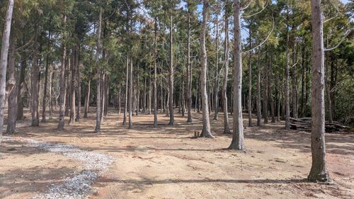 おひさしぶりです！No.44 South One Village 館山 ソロキャンプ 区画サイト すーつさんのキャンプブログ CAMPiii（キャンピー） -キャンプ専用SNS キャンプのすべてがここに集まる-