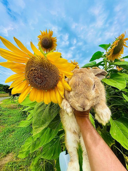 8/7は《キャンプ記念日⛺️》夏の想い出おじ🐰キャン△ in 阿武川温泉公園 〜 CAMP NO.206 萩阿武川温泉公園（キャンプ可） ソロキャンプ ファミリーキャンプ フリーサイト おじキャン△さんのキャンプブログ CAMPiii（キャンピー） -キャンプ専用SNS キャンプのすべてがここに集まる-