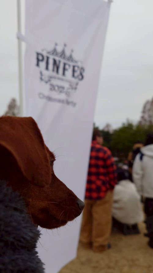 CAMPiii(キャンピー) まーささんのキャンプブログ デイキャンもどき こもれび森のイバライド