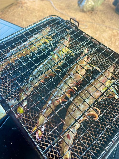 秋穂の名物《車海老を喰らう》おじうさグルキャン△ in 美濃ケ浜海浜公園キャンプ場 〜 CAMP NO.160 美濃ケ浜海浜広場 ソロキャンプ ファミリーキャンプ グループキャンプ フリーサイト おじキャン△さんのキャンプブログ CAMPiii（キャンピー） -キャンプ専用SNS キャンプのすべてがここに集まる-