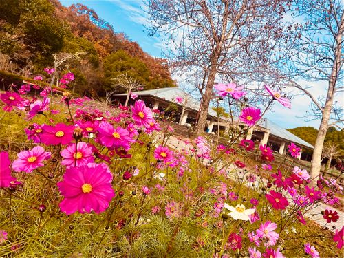 秋のエヴァ祭り？おじおばうさキャン△ in 江汐公園キャンプ場 〜 CAMP NO.166 江汐公園 ファミリーキャンプ グループキャンプ 区画サイト おじキャン△さんのキャンプブログ CAMPiii（キャンピー） -キャンプ専用SNS キャンプのすべてがここに集まる-