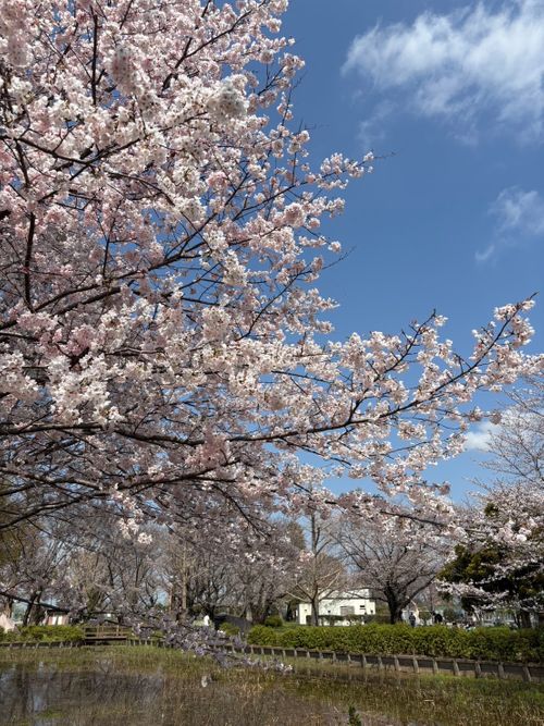 CAMPiii(キャンピー) 🔥焚き火🔥さんのキャンプブログ Vol.114 26/NO.04 お花見しながらお肉焼くぅ‼️ 坂戸市