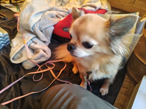 第1回パンダ会（正式） 白川郷ひらせ温泉キャンプサイト グループキャンプ フリーサイト オートサイト けい＠福島県さんのキャンプブログ CAMPiii（キャンピー） -キャンプ専用SNS キャンプのすべてがここに集まる-