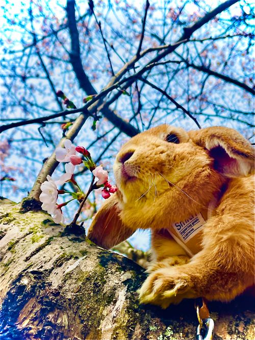 CAMPiii（キャンピー） おじキャン△さんのキャンプブログ ひと足早い？お花見🌸おじおばうさキャン△ in 粟野川河川公園キャンプ場 〜 CAMP NO.182 粟野川河川公園
